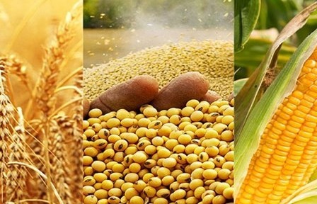 Giá ngũ cốc ngày 15/3/2022: Lúa mì tăng, ngô và đậu tương giảm