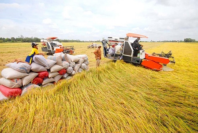 Thị trường lúa gạo ngày 17/3: Giá chào bán gạo xuất khẩu chững lại