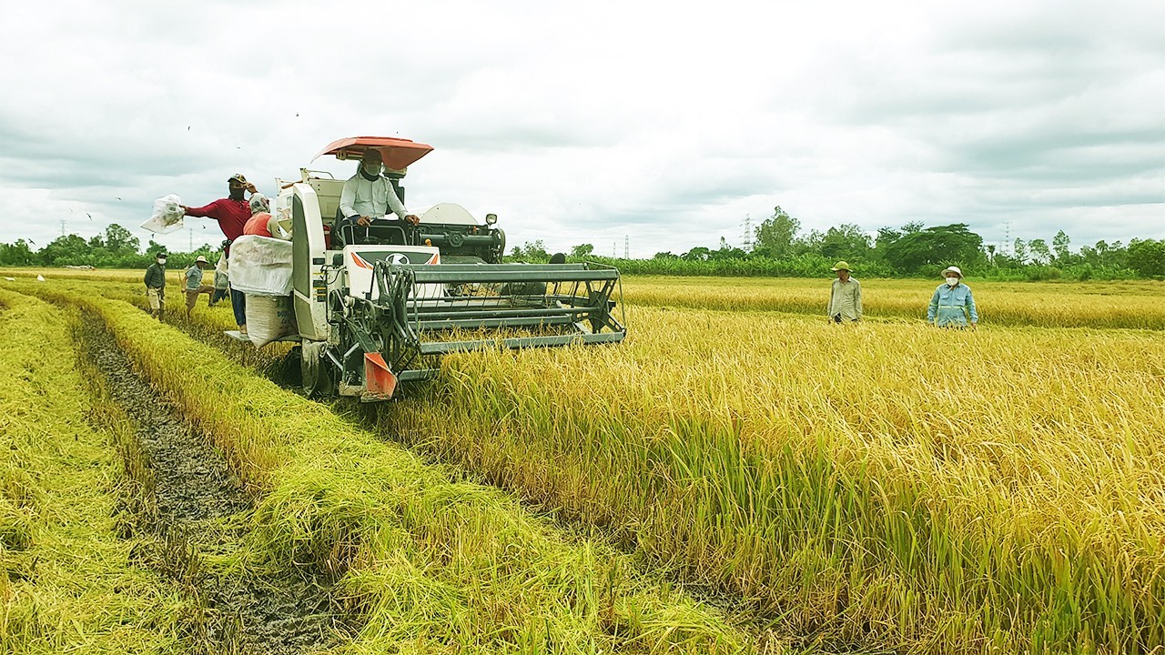 Thị trường lúa gạo ngày 22/3: Giá lúa tăng nhẹ