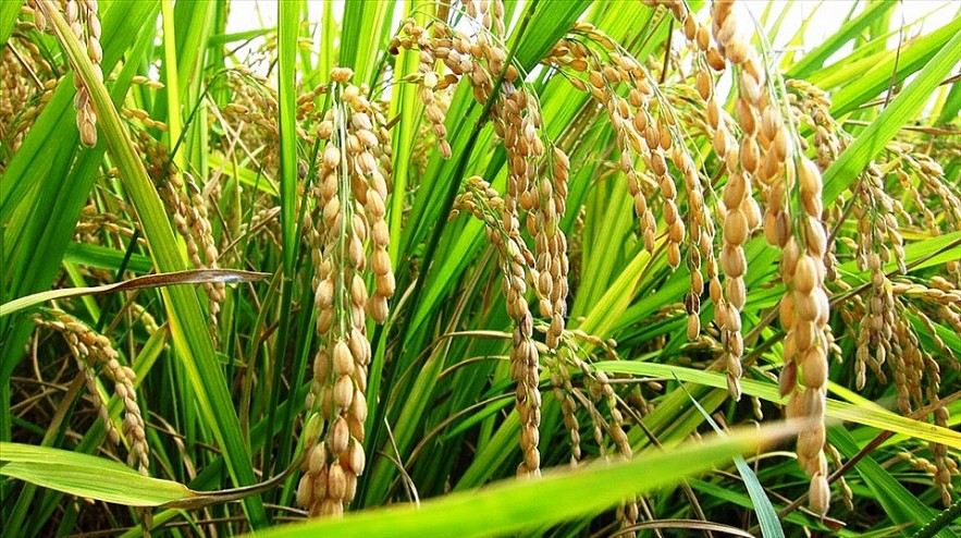 Thị trường lúa gạo ngày 9/5: Gạo nguyên liệu tăng giá