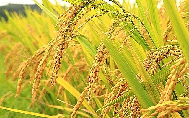Giá lúa gạo hôm nay 16/5: Nhu cầu các loại gạo thơm tăng trở lại