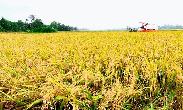 Thị trường lúa gạo hôm nay 18/5: Gạo nguyên liệu và xuất khẩu ổn định