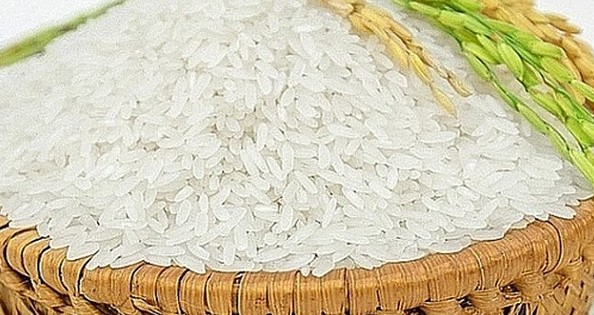 Giá lúa gạo giữ đà ổn định
