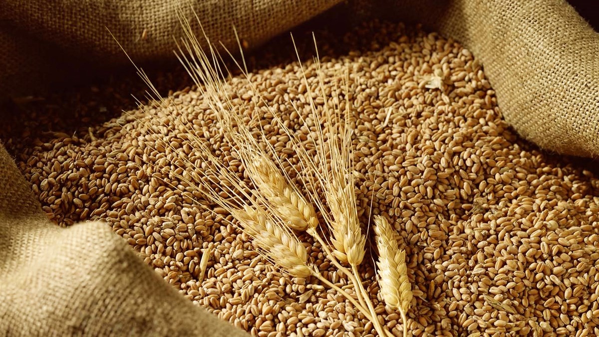 73% lúa mì nhập khẩu vào Việt Nam đến từ Australia