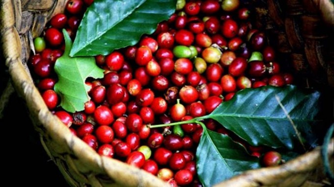 Giá cà phê trong nước giảm trong ngày 28/10