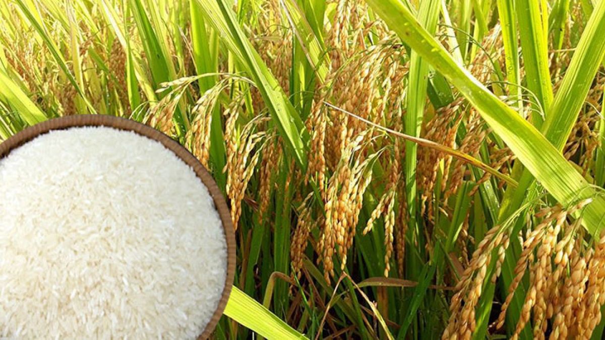 Giá lúa gạo ngày 10/11 ổn định