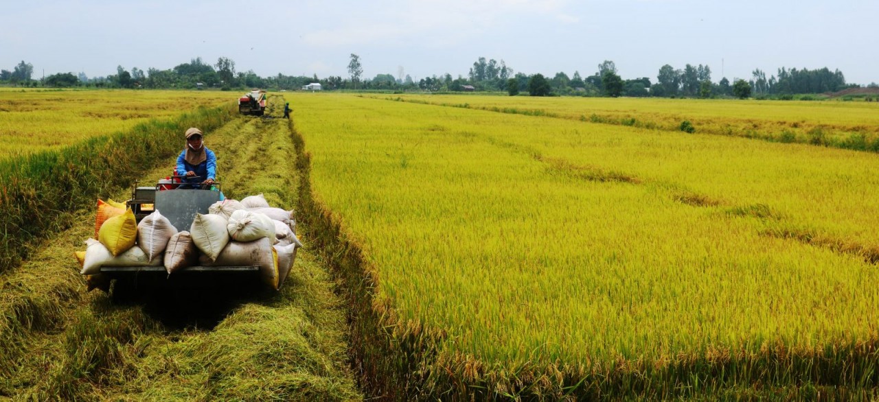 Giá gạo nguyên liệu ngày 11/11 tăng nhẹ