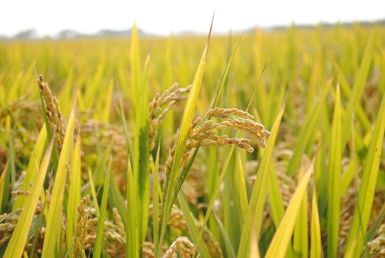 Giá lúa gạo ngày 15/11: Gạo nguyên liệu và thành phẩm giảm