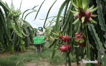 Đồng bộ giải pháp mở rộng thị trường, nâng sức cạnh tranh của nông sản