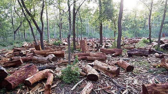 Chính sách chi trả dịch vụ môi trường rừng: Bước ngoặt đối với nghề rừng cho các địa phương