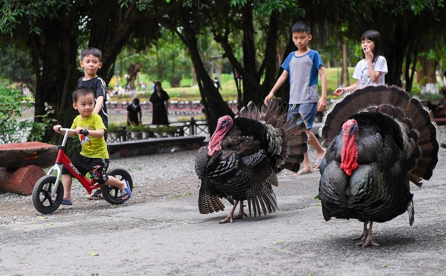 Trẻ em phố thị vui Tết thiếu nhi trong đô thị triệu cây xanh