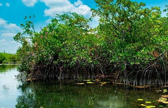 Quảng Ninh phát triển rừng ngập mặn, đầu tư thủy lợi ứng phó với biến đổi khí hậu