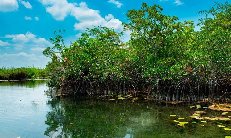 Quảng Ninh phát triển rừng ngập mặn, đầu tư thủy lợi ứng phó với biến đổi khí hậu
