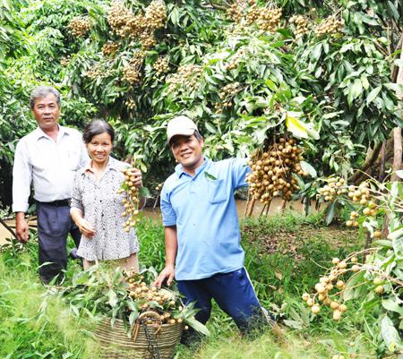 Bổ sung gần 29,14 tỷ đồng hỗ trợ người trồng nhãn tại Tiền Giang