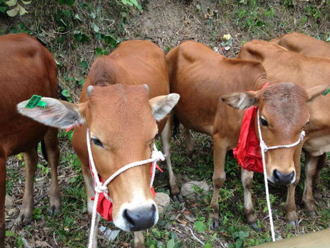 Trao tặng 255 con bò giống cho đồng bào nghèo 2 xã Quảng Sơn và Quảng Đức huyện Hải Hà