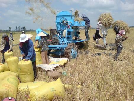 Lợi nhuận trồng lúa đạt khá cao nhờ chính sách tạm trữ