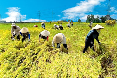 Thương nhân sản xuất và tiêu thụ thóc, gạo được vay vốn, hỗ trợ lãi suất