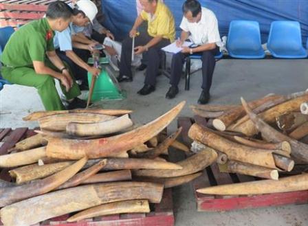 TP. Hồ Chí Minh: Khởi tố vụ buôn lậu 446 kg ngà voi