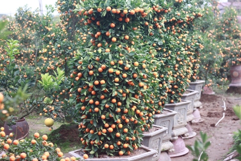 Quất lục bình- Hút người chơi cây dịp Tết 2018