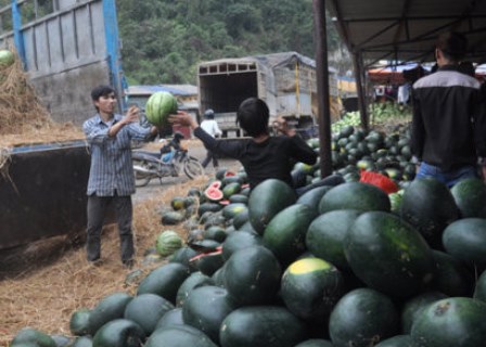 Xuất khẩu dưa hấu sang Trung Quốc: Tuân thủ quy định mới, tránh rủi ro