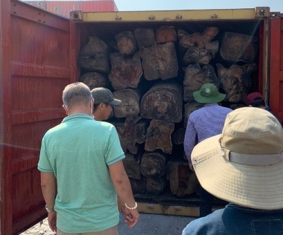 TP. Hồ Chí Minh: Hải quan làm rõ 50 container gỗ quý nhập lậu