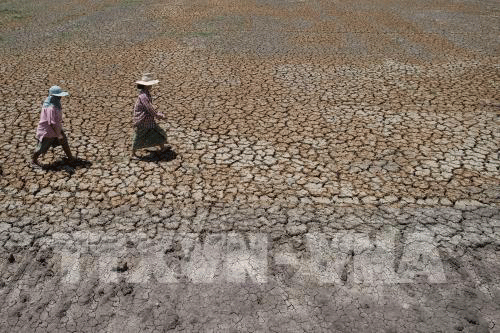 Giá nông sản Thái Lan dự báo sẽ tăng cao do hạn hán nghiêm trọng