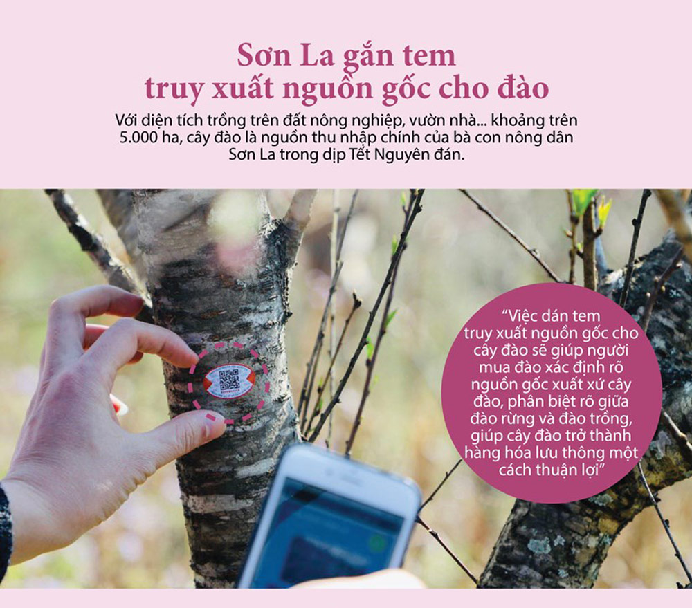 Infographics: Sơn La gắn tem truy xuất nguồn gốc cho đào