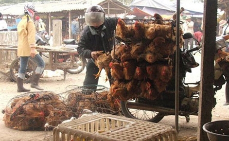 quang ninh nghiem cam nhap gia cam va san pham gia cam song