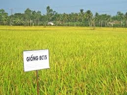 ho tro 23 ty dong khac phuc thiet hai vu xuan 2013 tai tuyen quang