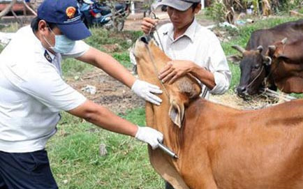 Trên 269 tỷ đồng hỗ trợ phòng chống dịch lở mồm long móng