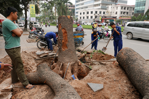 Hà Nội cử cán bộ đi nước ngoài học kỹ thuật cắt tỉa cây xanh