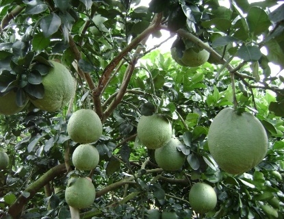 Nhiều loại quả giảm giá sau dịp Tết