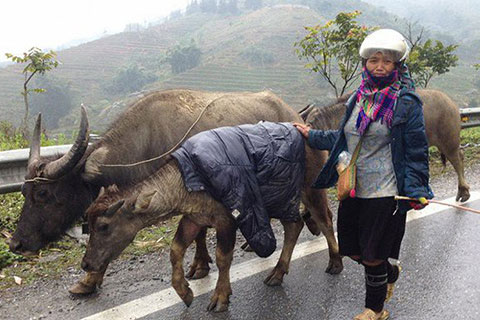 Công điện của Thủ tướng về phòng, chống rét đậm, rét hại