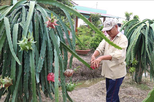 Giá thanh long ruột đỏ tăng gần gấp đôi so với trước Tết