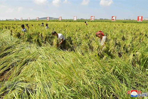 FAO: Phát triển nông nghiệp bền vững là chìa khóa để xóa nạn đói