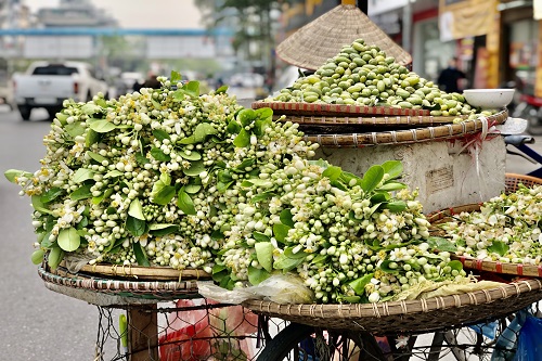 Hà Nội: Nồng nàn hoa bưởi về trên phố