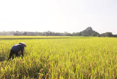 Xây dựng bộ kỹ năng nghề giúp nông dân sản xuất nông nghiệp hiện đại