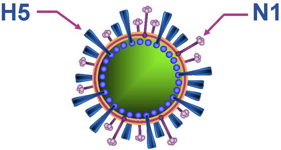 Ai Cập đã có 13 người tử vong do cúm gia cầm H5N1