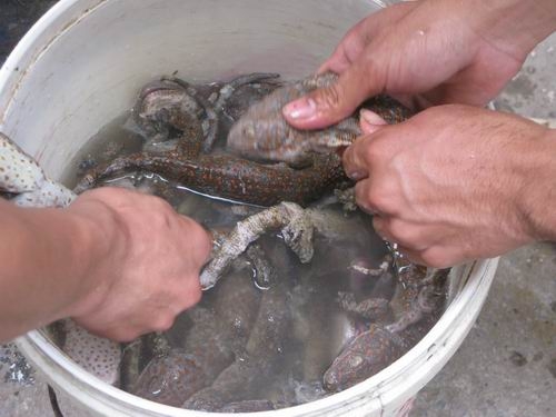 400 co so kinh doanh o ha noi co dau hieu vi pham ve tieu thu dong vat hoang da