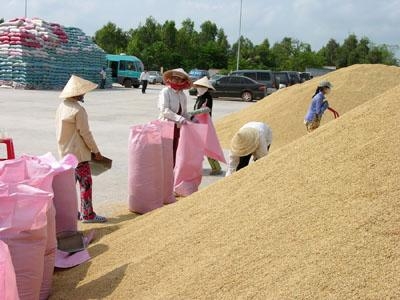gia lua tang len nhung van thap hon muc gia cung ky nam ngoai