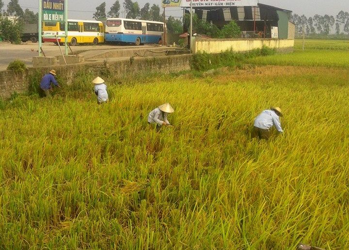 Bổ sung hơn 321 tỷ đồng hỗ trợ bảo vệ đất trồng lúa