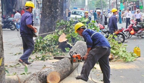 Vụ đốn hạ 6.700 cây xanh: Một loạt cán bộ của Sở Xây dựng Hà Nội bị đình chỉ công tác