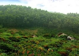 hon 100 trieu usd dau tu lam nghiep tai 6 tinh mien trung