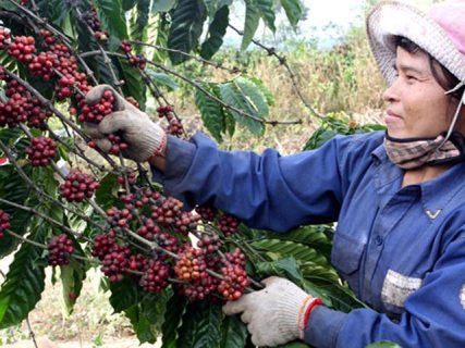 Bộ Tài chính đề xuất thành lập Quỹ Phát triển cà phê Việt Nam