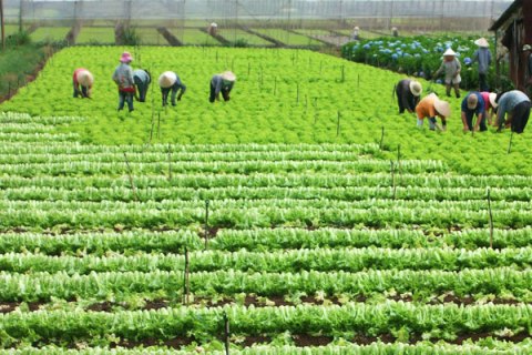 Nhật Bản góp sức thúc đẩy tín dụng nông nghiệp bền vững ở Việt Nam