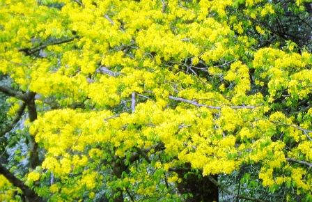 Mai vàng Yên Tử sẽ tô thêm điểm nhấn cho du lịch Quảng Ninh