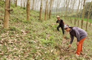 Vinafor sẽ nộp 2.150 tỷ đồng từ cổ phần hóa