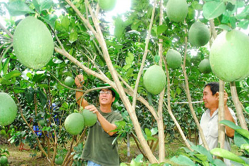 bưởi da xanh