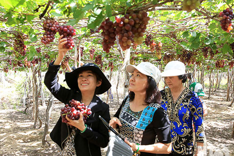 Tour du lịch vườn nho Thái An – Ninh Thuận hút khách