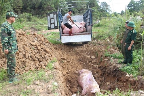 Cấp bách ngăn chặn dịch tả lợn châu Phi